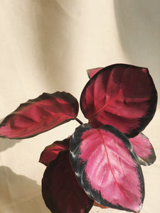 Calathea Roseopicta Rosy - POPgreen  